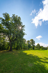 Wiese am Waldrand