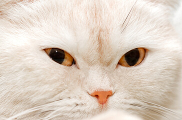 Cat white muzzle close-up with mustache and pink nose, selective focus