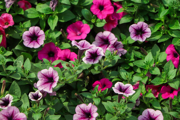 purple petunia flowers in the garden in Spring time. Shallow depth of field