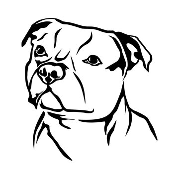 recommend clip art: Staffordshire Bull Terrier vector isolated dog head
