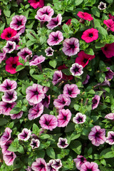 Petunia ,Petunias in the tray,Petunia in the pot, purple petunia