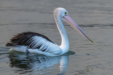 Pelican on the bay water