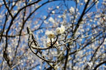 青空と梅の花