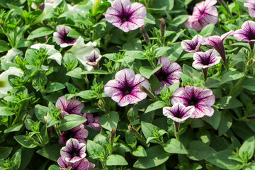 purple petunia flowers in the garden in Spring time. Shallow depth of field