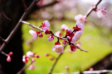 かわいいピンクの梅の花