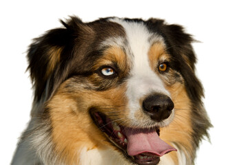 Beautiful portrait of the head of an Australian shepherd dog looking away in a clear light on a white background.