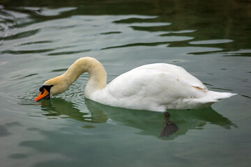 Cigno nel Laghetto
