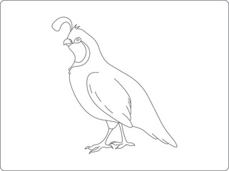 Quail vector illustration, Partridge drawn illustration, cartoon bird coloring book