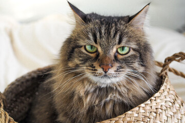 Funny siberian domestic cat sitting in brown basket on the white blanket on bed