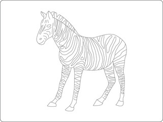 zebra vector illustration coloring book