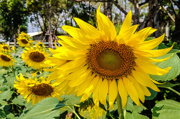 sunflowers in the field