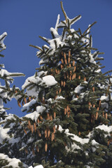 spruce cones