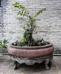 bonsai tree in pot