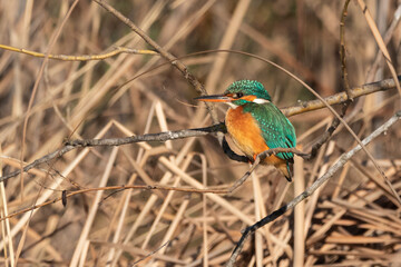 Common Kingfisher perched on a tree branch