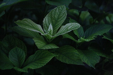 leaves in the garden