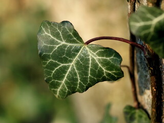 zielony liść bluszczu z bliska 