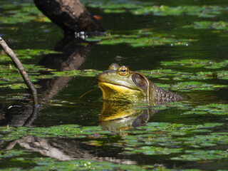 ウシガエル