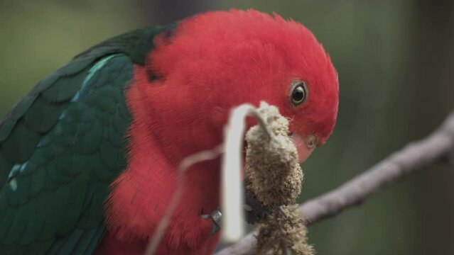 Close up of wild male king parrot Australian native bird feeding. High quality FullHD footage