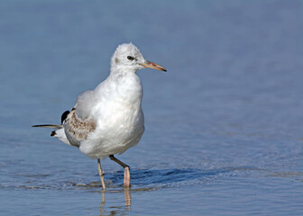 Slender-billed Gull (Chroicocephalus genei), Crete