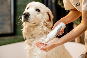 Fototapeta na wymiar Pet owner applying shampoo on hand, washing her cute dog in bathtub. Concept of detergent for a dog. Wet Maremmano abruzzese dog