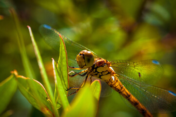 Libelle