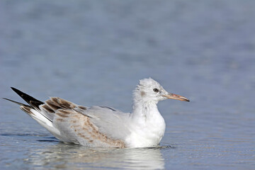Slender-billed Gull (Chroicocephalus genei), Crete