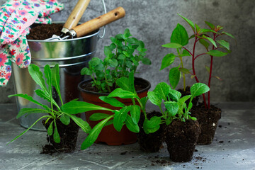 Flower seedlings, soil, gardening tools and gloves on a concrete table. © Janna