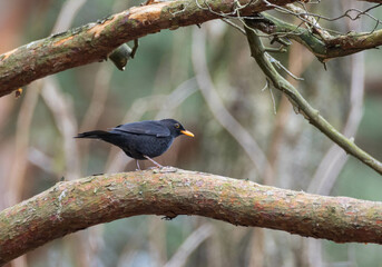 Common Blackbird (Turdus merula) male on branch