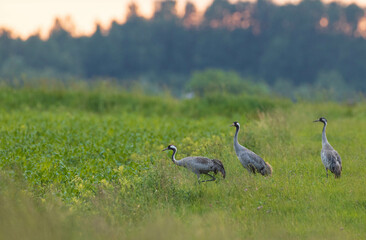 Two Cranes(Grus grus) in summertime