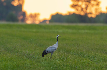 Single Crane(Grus grus) in summertime field