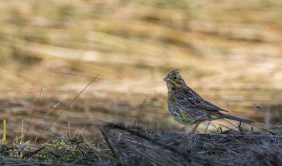 Yellowhammer(Emberiza citrinella  female closeup
