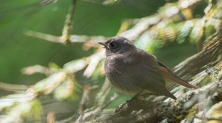 Juvenile Common Redstart(Phoenicurus phoenicurus) closeup
