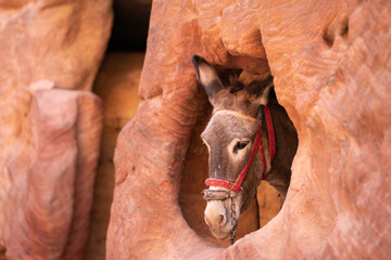 Donkey Peeking Out Of Cave Window, Petra Jordan