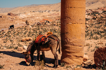 Donkey & Pillar With Nabatean Writing, Petra Jordan