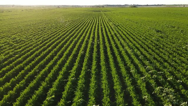 A large plantation of carrot harvest