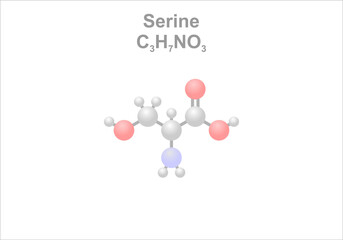 Simplified scheme of the serine molecule.
A non-essential amino acid.
