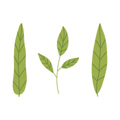 Green leaves set. Spring greenery vector hand drawn element. Leaves illustration