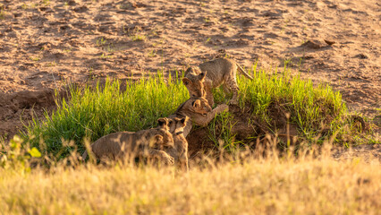 Lion cubs ( Panthera Leo) playing, Samburu National Reserve, Kenya.