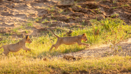 Lion cubs ( Panthera Leo) playing, Samburu National Reserve, Kenya.