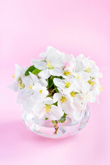 A beautiful sprig of an apple tree with white flowers in a glass vase against a pink background. Blossoming branch in a glass with water. Spring still life. Concept of spring or mom day