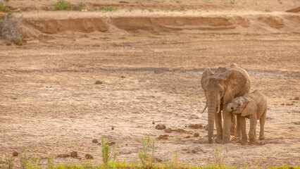 A female elephant ( Loxodonta Africana) with a calf drinking at a waterhole, Samburu National Reserve, Kenya.