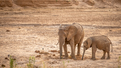 A female elephant with a calf drinking at a waterhole, Samburu National Reserve, Kenya.