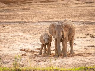 Obraz na płótnie Canvas A female elephant with a calf drinking at a waterhole, Samburu National Reserve, Kenya.