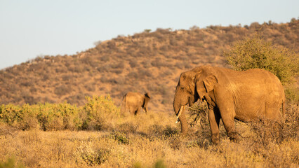 Naklejka na ściany i meble An elephant ( Loxodonta Africana) in the early morning light, Samburu National Reserve, Kenya.