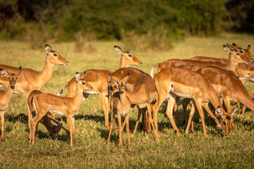 Naklejka na ściany i meble A breeding herd of impala (Aepyceros melampus),Samburu National Reserve, Kenya.