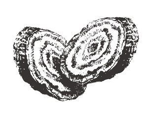 Two arrowroot tree cross section pencil drawing illustration vector illustration