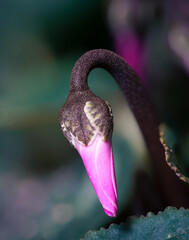 Cyclamen