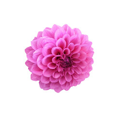 Pink dahlia flower isolated on white or transparent background