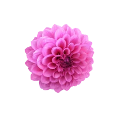 Poster Pink dahlia flower isolated on white or transparent background © Ortis