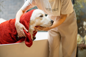 Young woman wipes her dog with a towel after taking a bath at home. Concept of animal care, spa procedures for pets and friendship